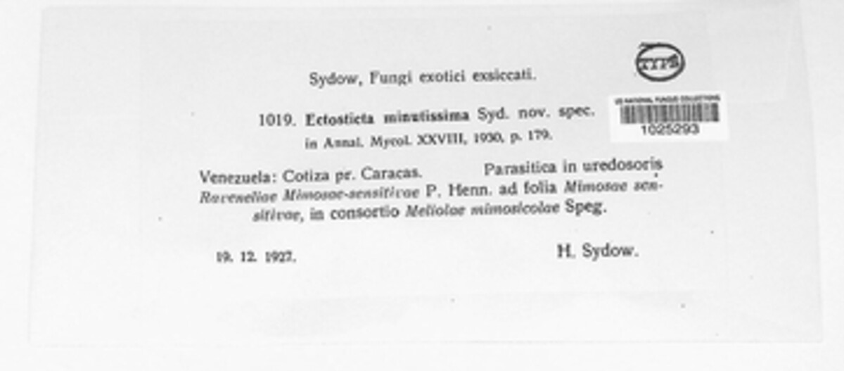 Ectosticta image